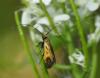 Cauchas rufimitrella